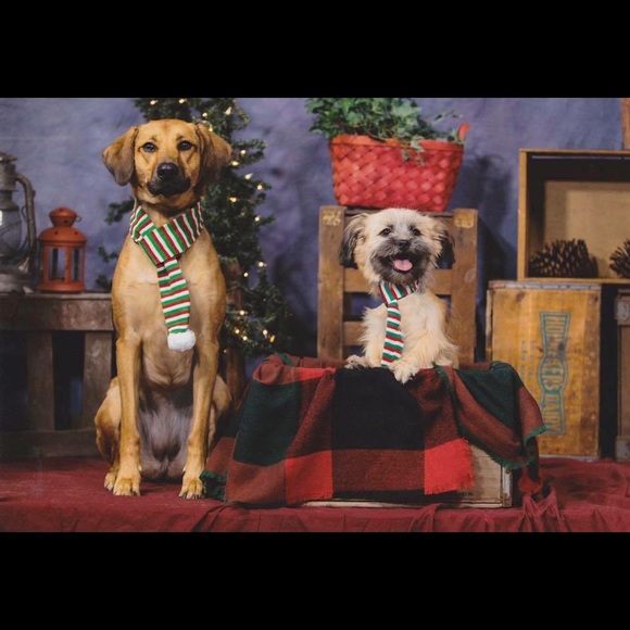 Meet your Posher, Maddie - Picture 4 of 4